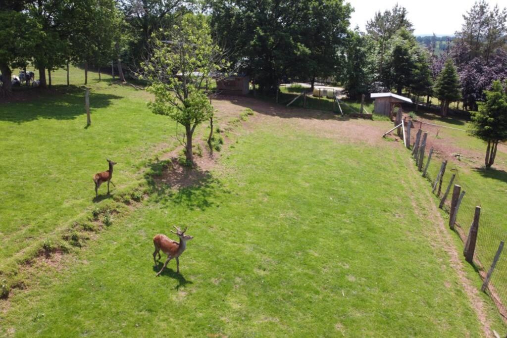 Le Grand Cerf 25 Pers, Malmedy- Chalet Rustique, Jardin Exterior foto